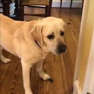 Meet your Posher, Anne